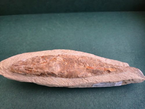 Fossil fish santana - -,
