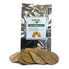 Tantora nano catappa leaves -