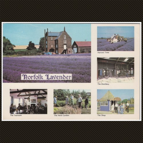 Norfolk lavender caley mill - lavender,