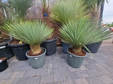 Yucca Rostrata 100-110cm  Hardy To - 15c. Tropical Garden plants