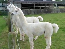 Alpaca Fleece (Blanket) 100%