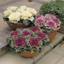 Cabbage 'Northern Lights