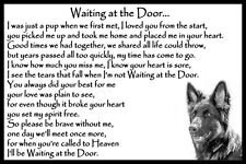 Black German Shepherd Alsatian