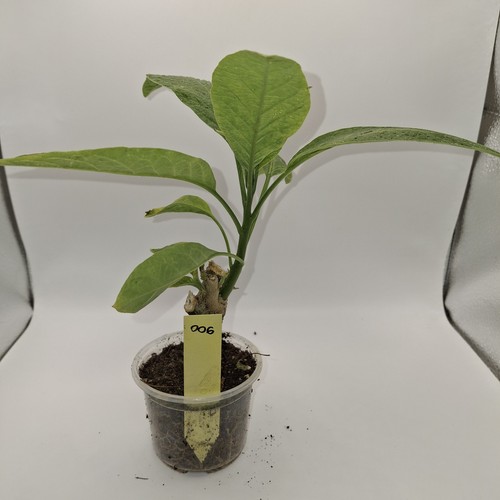 Brugmansia yellow plant - brugmansia, |