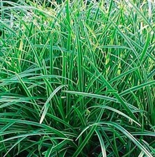 Carex 'Ice Dance' 9cm pot