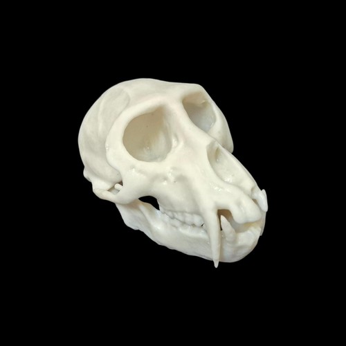 Resin monkey skull - replica,