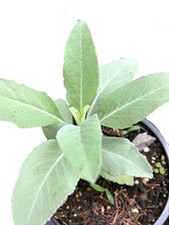 Smoke Camp Crafts White Sage