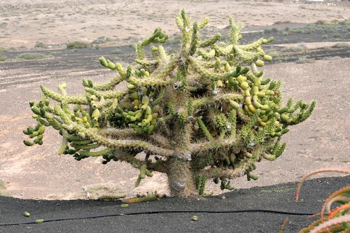 Austrocylindropuntia subulata