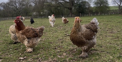 Brahma chicken eggs 6 - brahma,