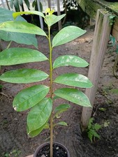 Soursop Tree In 4 Inch pot
