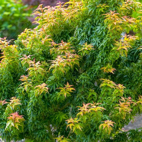 Acer palmatum koto hime - palmatum,