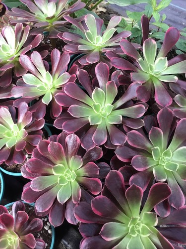Aeonium canary cutting - aeonium,