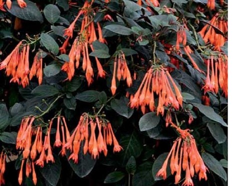 Fuchsia thalia plug - fuchsia,