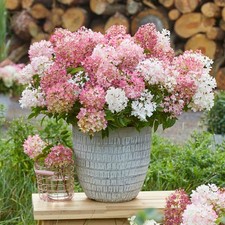 Hydrangea Paniculata Groundbreaker Blush Established Plant in a 14cm Pot