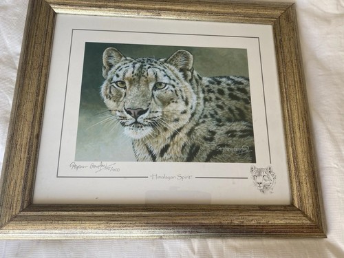 Himalayan spirit stephen - spirit’,
