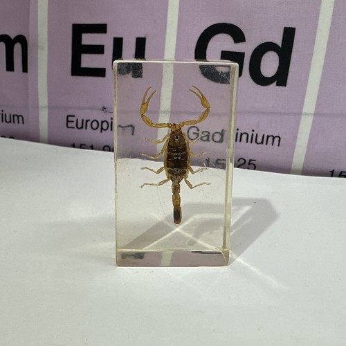 Real scorpion acrylic - scorpion,