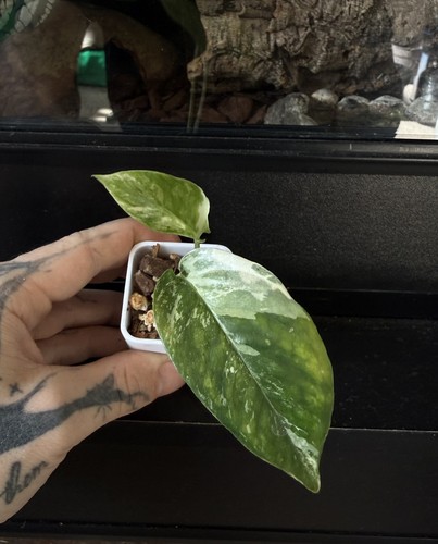Small epipremnum albo baby - epipremnum,