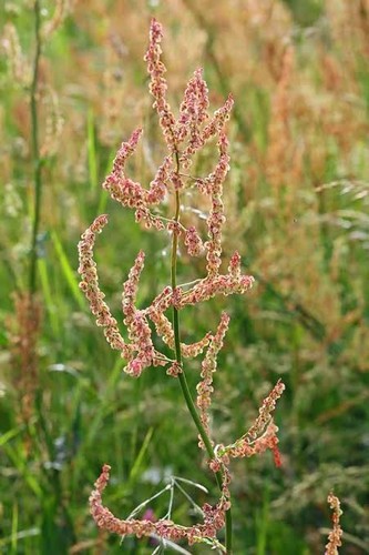 Sorrel plug plants wild - 4x,