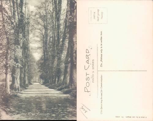 Lime tree avenue sheer frith - sheer,