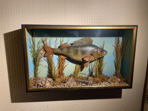 Taxidermy river perch case - in,