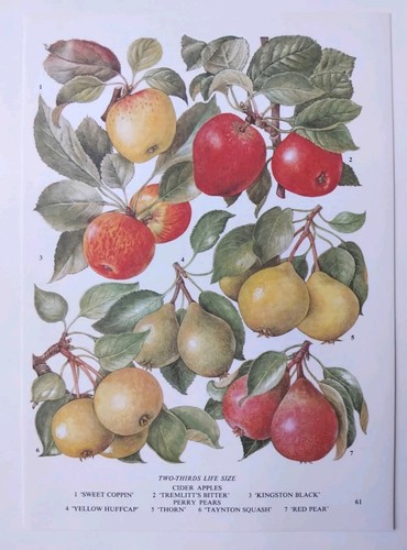 Vintage cider apple - vintage, pear