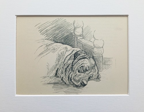 Mastiff dog vintage sketch