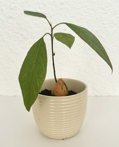 Organic hass avocado - organic,
