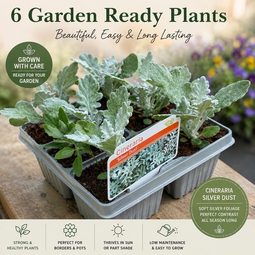 Cineraria silver dust - cineraria,