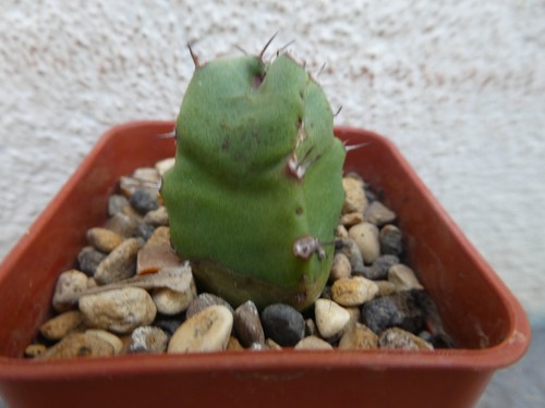 Euphorbia resinifera shown - euphorbia, resinifera,