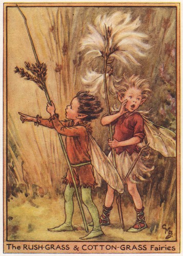 Rush cotton grass fairies - cotton-grass,