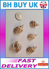 5 x AQUARIUM SNAIL SHELLS