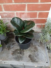 Rubber Plant Ficus Eleastica Robusta plant in 17cm pot approx.