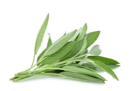 Salvia officinalis sage 1 - salvia,