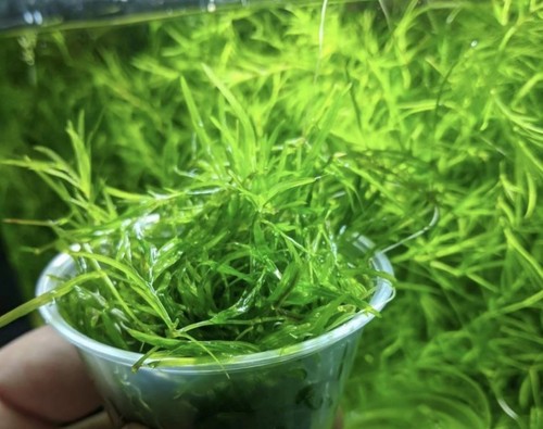 Guppy grass najas - guppy,
