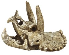Dinosaur Triceratops M Skull