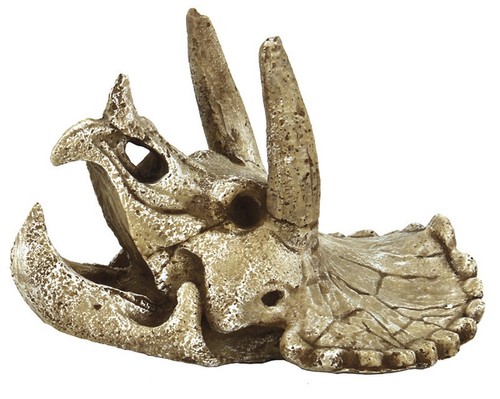 Dinosaur triceratops skull - triceratops, m