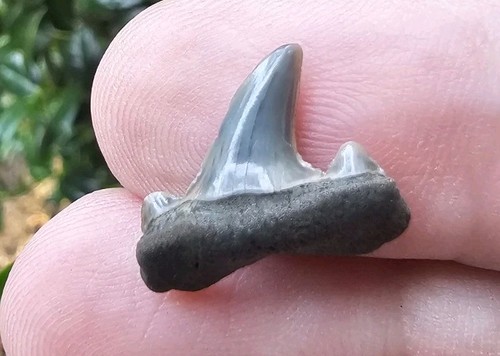 Rare parotodus pavlovi - rare, shark