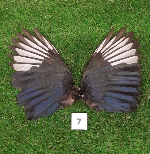 Genuine british magpie wings - genuine,