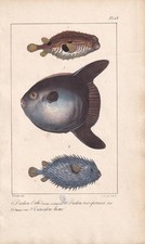 1834 GLOBEFISH, SUNFISH, &