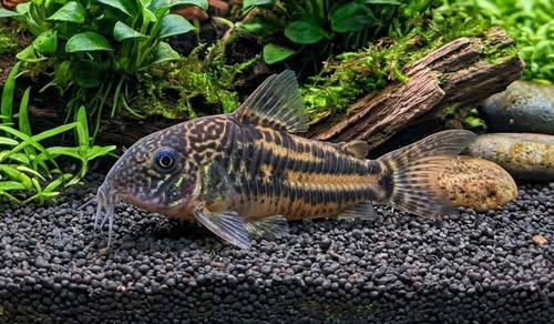 Barbatus corydoras freshwater - barbatus,
