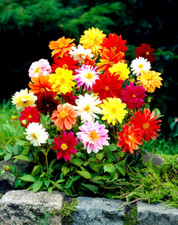 10 Dahlia Dwarf Patio Mix