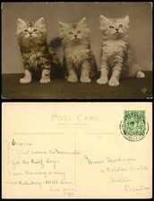 3 Beautiful Cats Kittens, Cat