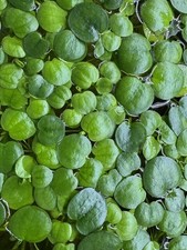 10 x Amazon Frogbit Floating