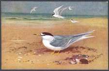 Little Tern by Roland Green - R.S. Art Press bird postcard