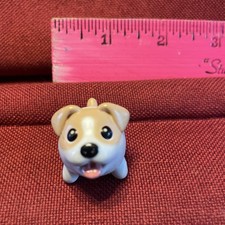 Jack Russell Chubby Puppies