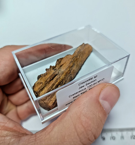 Cretaceous dinosaur era - dinosaur, fossil