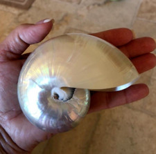 Large Natural Conch Seashell