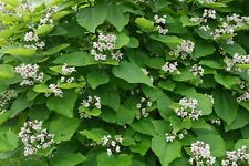 CATALPA BIGNONIOIDES - 20 x seeds - indian bean tree, tropical style large leaf