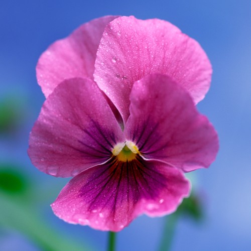 Winter flowering viola pink - flowering,