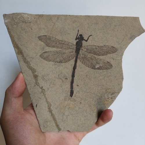 Complete dragonfly fossil slab - complete,